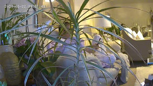 Meet your Posher, Elmer